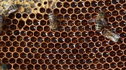 蜜蜂在蜂巢上飞舞视频素材模板下载