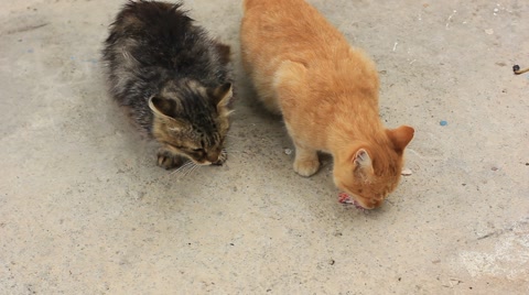 两只猫正在吃早餐视频素材模板下载