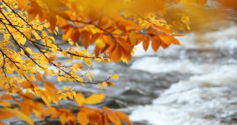 秋叶变色落在森林的一条急流小溪里