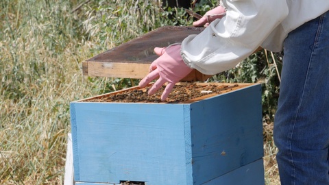 养蜂人在蜂箱中与蜜蜂一起工作以180帧每秒的慢动作视频素材模板下载