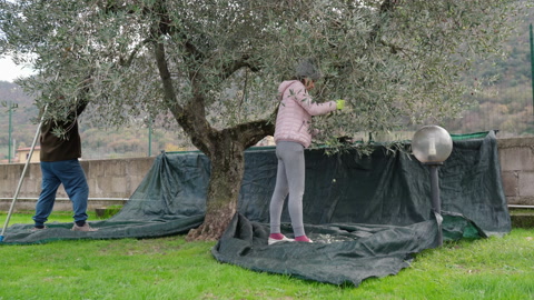 农业工人正在田地种植园的树上采摘成熟的橄榄视频素材模板下载