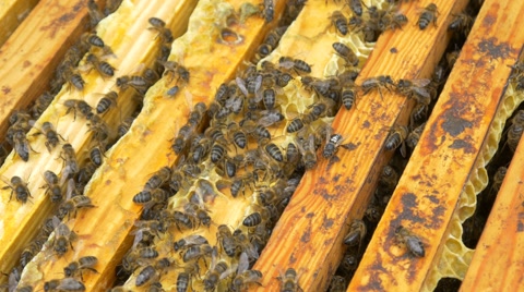 蜂箱上蜜蜂筑巢视频素材模板下载