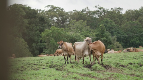 农场里的泽西和棕色瑞士奶牛视频素材模板下载