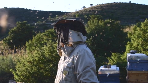 蜜蜂养殖人员在蜜蜂周围操作和检查蜂巢视频素材模板下载