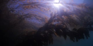 阳光穿过海底海藻的低角度视图