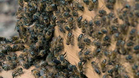 养蜂人在满是蜜蜂的蜂巢里工作视频素材模板下载