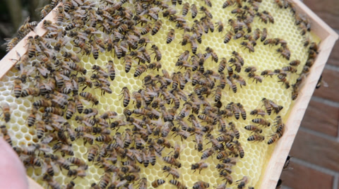 蜂巢在蜂巢框和蜜蜂上视频素材模板下载