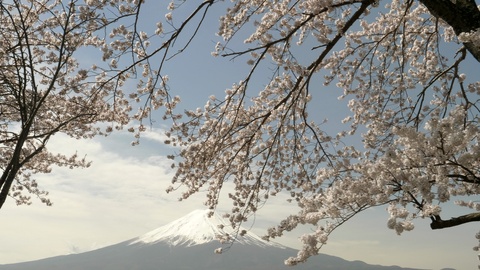 富士山山脚下的樱花特写视频素材模板下载