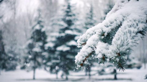 雪落在冷杉树的树枝上特写镜头