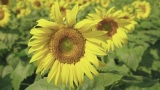 农业黄色向日葵花近景田野种子生长农场高清在线视频素材下载