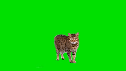 4K孟加拉猫站在绿屏上看着镜头跳下来视频素材模板下载
