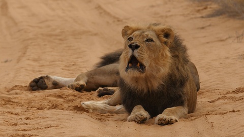 在博茨瓦纳的卡拉加迪跨国公园，非洲，一只黑鬃雄狮怒吼