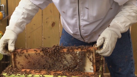 一个带有蜜蜂并且装满蜂蜜的蜂巢架视频素材模板下载