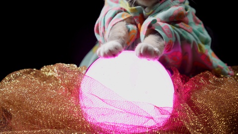 小猫抚摸着紫色水晶球视频素材模板下载