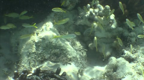 海底的小鱼视频素材模板下载