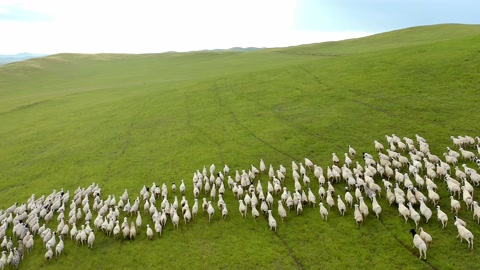 一群羊在绿色的大草原上奔跑