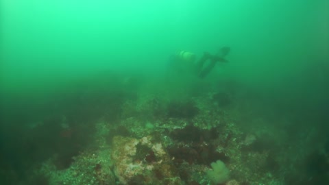 鄂霍次克海海底的珊瑚礁和帝王蟹