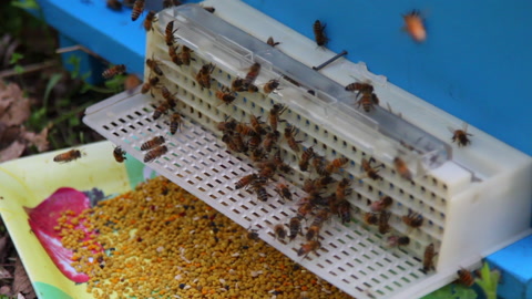 近距离观察的蜜蜂蜜蜂在蜂巢里一群蜜蜂视频素材模板下载