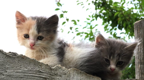 两只小猫咪，两只成猫，两只小猫宝宝视频素材模板下载