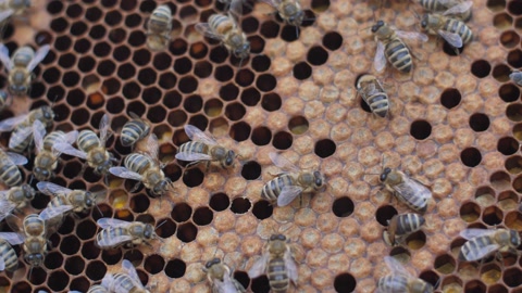 一群蜜蜂在蜂巢中蜂群大量的蜜蜂视频素材模板下载