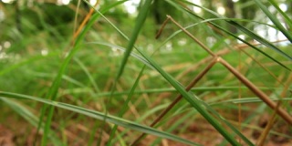 绿橡树林，芦苇草，Calamagrostis