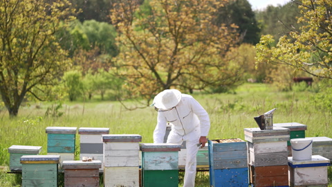 养蜂人在花园里收集蜂蜜视频素材模板下载