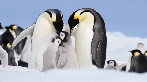 帝企鹅和小企鹅在南极洲