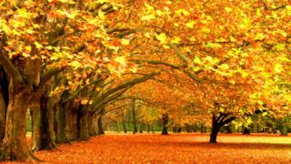 秋天的树叶落叶视频视频素材模板下载