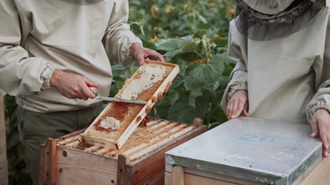 专业养蜂人在夏天的蜜蜂养殖场工作视频素材模板下载
