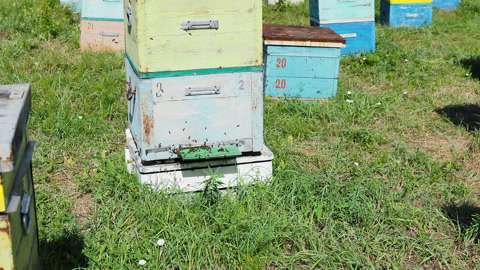 蜜蜂在蜂巢入口处爬行，蜜蜂家庭蜜蜂在周围飞舞视频素材模板下载