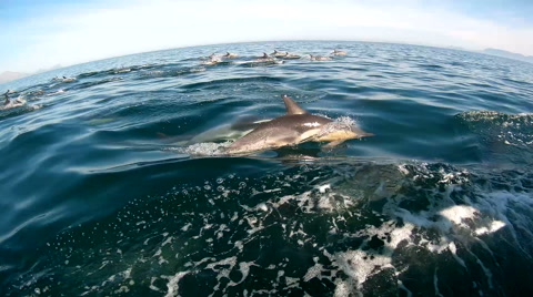 一群海豚在海面跳跃玩耍