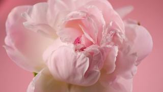 美丽的粉色牡丹花绽放慢镜头视频素材模板下载