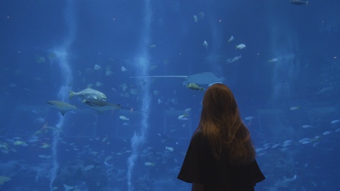 新加坡水族馆，让你体验不一样的海底世界