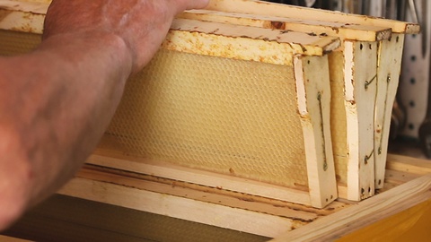 养蜂人将蜂巢放入蜂箱框架内，以便近距离收集蜂蜜视频素材模板下载