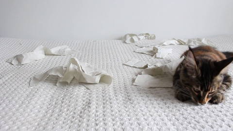 有趣的小猫在白色背景上玩卷筒纸视频素材模板下载