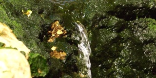 小瀑布流过布满藻类的岩石，可循环播放