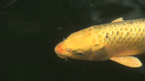 池塘里的金鱼-锦鲤视频素材模板下载