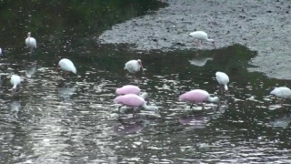 水中粉红色的鸟-Segment1（00-00-00-00-59）视频素材模板下载