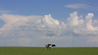 牛在蓝天下的草原上行走视频素材模板下载
