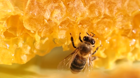 蜜蜂在蜂巢上有序采蜜视频素材模板下载