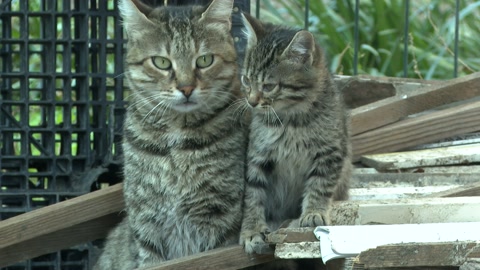 伊斯坦布尔的流浪猫和它的小猫视频素材模板下载