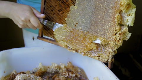 黄金般的蜜糖从蜂巢中滴落下来生活方式女饲养蜜蜂的人用手打开新鲜的蜂窝视频素材模板下载