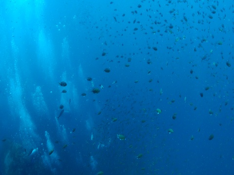 海洋的鱼群视频素材模板下载