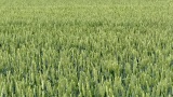 德国夏季种植小麦的田野高清在线视频素材下载