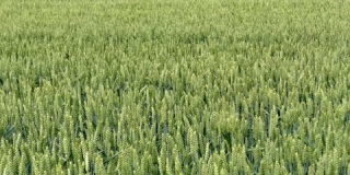 德国夏季种植小麦的田野