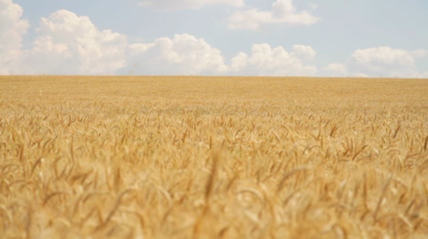 麦田里成熟的小麦随风摆动高清拍摄