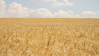 麦田里成熟的小麦随风摆动高清拍摄视频素材模板下载