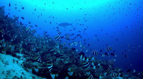 在海底近距离拍摄深礁上游动的热带礁鱼记录