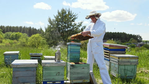 穿着白色防护服的专业养蜂人正在检查蜜蜂蜂框上的蜜蜂视频素材模板下载