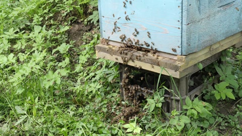 成千上万只蜜蜂从蜂窝飞出，落在草地上开始组成一个蜂群视频素材模板下载